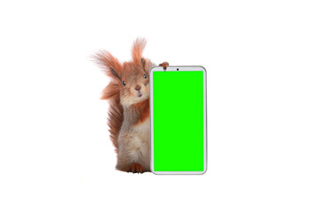 squirrel with  mobile phone on a white background with green screen