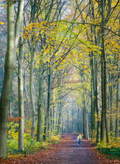 Wall Mural - bike and sunlit leaves of beech trees in the fall