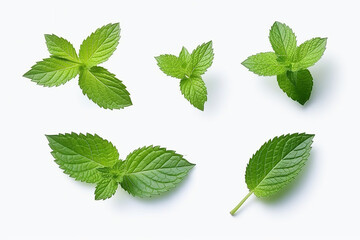 Mint leaf isolated on white background