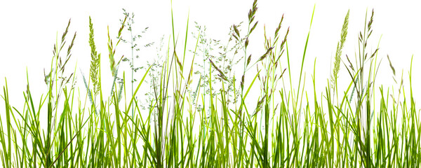 flowering grass meadow with motion blur isolated on transparent background, natural texture template overlay decoration for pollen allergy season