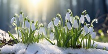 Delightful Paradox Of Spring Unfolds As Snowdrop Flowers Bravely Emerge From Under A Blanket Of Snow. The Contrast Between The Delicate Blooms And The Snowy Surroundings Creates A Visually Enchanting 