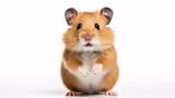 Fototapeta  - Adorable Roborovski hamster posed sideways against a plain white backdrop.