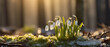 Snowdrops Gleaming in Golden Sunset Light Amidst Melting Snow in Spring Forest