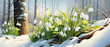 © Pics_With_Love - Snowdrop clusters piercing through snow in a sunlit forest