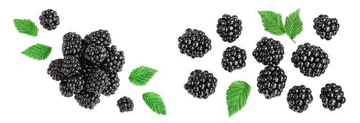 Wall Mural - blackberry isolated on a white background closeup. Top view. Flat lay