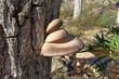 The Pleurotus ostreatus, the oyster mushroom, oyster fungus, hiratake, or pearl oyster mushroom is a common edible mushroom.  It is one of the more commonly sought wild mushrooms