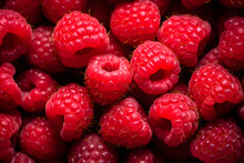 Fresh Sweet Red Raspberries