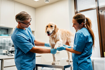 Wall Mural - Animals for examination and treatment in the veterinary clinic