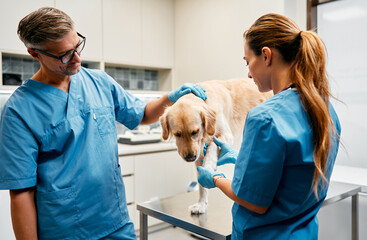 Wall Mural - Animals for examination and treatment in the veterinary clinic