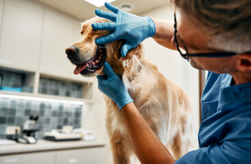 Wall Mural - Animals for examination and treatment in the veterinary clinic