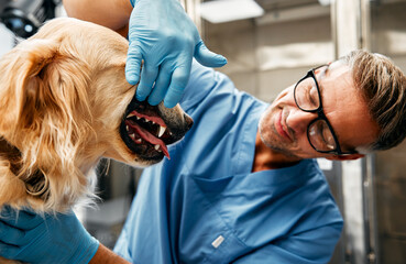 Wall Mural - Animals for examination and treatment in the veterinary clinic