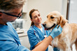 Animals for examination and treatment in the veterinary clinic