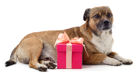 Canvas Print - Brown puppy with gift.