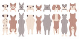 Fototapeta Pokój dzieciecy - Cute dogs peeking out standing in row front and back view isolated set vector illustration