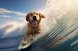 Happy golden retriever dog standing on a surfboard while surfing under ocean wave in Hawaii. Dog surfer. Summer vacation with pet