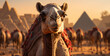 Camel in the desert. Pyramids in the background. Cairo, Egypt, Africa. Image for a post card or a web design ad, poster, flyer, banner, wallpaper background.