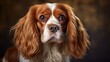 The Cavalier King Charles Spaniel's portrait radiates sweetness, capturing the breed's gentle expre