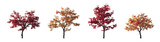 Fototapeta  - Acer Palmatum Japanese maple Cultivars palmate decompositum formosum ornatum pinnatifidum  isolated png on a transparent background perfectly cutout