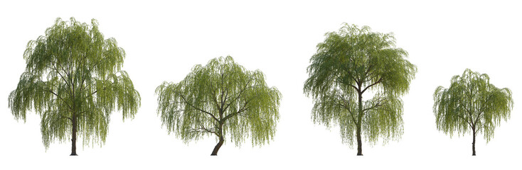 Wall Mural - salix babylonica (babylon weeping willow, silver willow) set of large trees isolated png on a transp