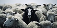 A Black Sheep Among A Flock Of White Sheep, Raising Head As A Leader. Concept Of Standing Out From The Crowd, Of Being Different And Unique With Its Own Identity And Special Skills Among The Others
