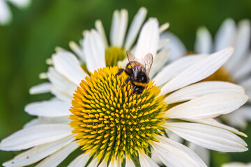 Wall Mural - A closeup shot of a bee collecting pollen on a white echinacea flower