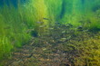A shoal of river trout fish underwater (brown trout, Salmo trutta), natural scene, Spain, Galicia, Pontevedra province, Tamuxe river