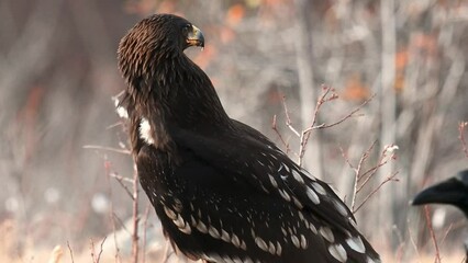 Poster - Greater spotted eagle Clanga clanga, also called the spotted eagle, is a large bird of prey Slow motion.