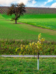 Poster - Bäume im Herbst