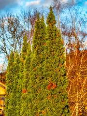 Canvas Print - Schäden an Thuja Pflanzen im Herbst