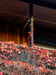 Wall Mural - Herbstliches Laub an der Fassade