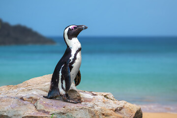 Sticker - beautiful african penguin (spheniscus demersus)