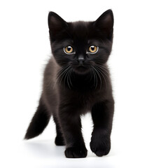  Black Cat Kitten Isolated on White Background - Generative AI