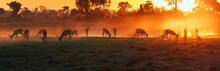 Panorama View Of A Herd Of Antelope, Red Lechwe, Grazing, Silhouetted  By A Glowing Red Sunset In Okavango Delta, Botswana, Africa