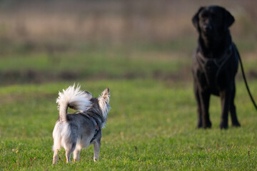 Wall Mural - Black Labrador Retriever and Chihuahua running in the field