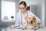 Fototapeta Zwierzęta - cute smart dog sitting against veterinarian