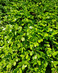 Wall Mural - Close up of buxus microphylla.