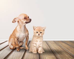 Canvas Print - Cute smart puppy and a small kitten together