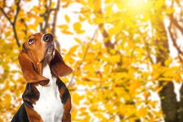 Canvas Print - Cute young dog posing outdoor