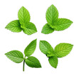 leaves mint  isolated on white PNG transparent background
