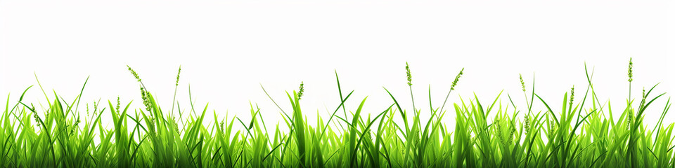 Wall Mural - a row of 3d green grass on a white background.