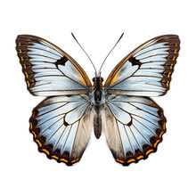 Gray Hairstreak Butterfly Isolated On Transparent Or White Background, PNG