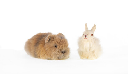 Wall Mural - small fluffy brown rabbit isolated on white background