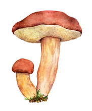 Watercolor Bay Bolete Or Pored Mushroom (Imleria Badia). Hand Drawn Mushroom Illustration Isolated On White Background.