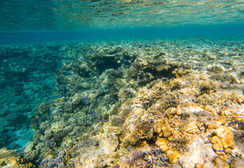 Wall Mural - Coral reef under sea water.