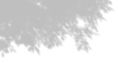 Wall Mural - sunshade shadow trees movement blur on transparent backgrounds 3d render png