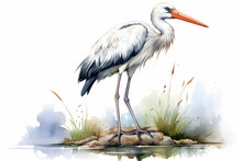 A Stork In Nature In Watercolor Art Style
