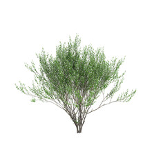 3d illustration of Salix caprea tree isolated transparent background