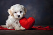 cute white puppy holding red heart in paws
