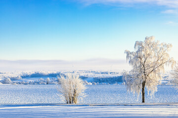 Wall Mural - Beautiful winter landscape with hoarfrost on the trees by the roadside