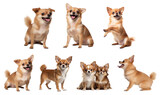 Fototapeta Zwierzęta - Set of Chihuahua dogs puppy couple isolated cutout on transparent background.